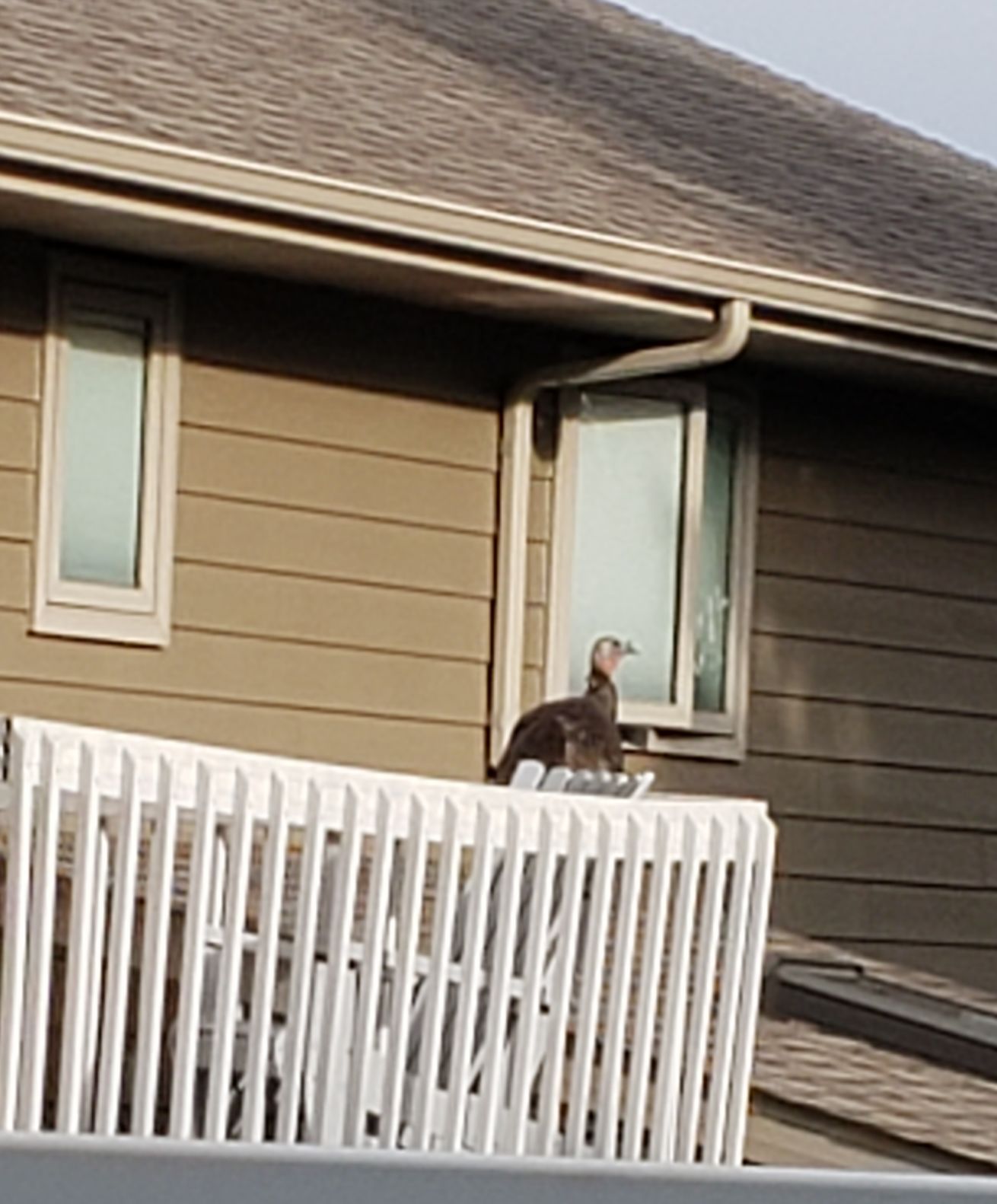 Peeping Tom